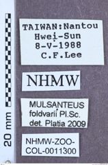 Etikett zu Mulsanteus foldvarii (Platia & Schimmel, 2007)